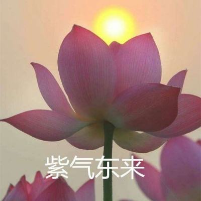 数码兽大作战变态版下载